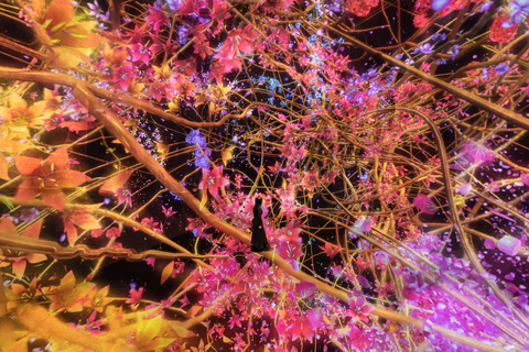 藝術團體teamLab的常設美術館teamLab Biovortex Kyoto將於2025年10月7日在京都開幕。該館距離京都站僅幾步之遙,將成為teamLab在日本最大的展覽空間,佔地超過10,000平方公尺。(預告片:teamLab Biovortex Kyoto, Kyoto ©︎ teamLab)