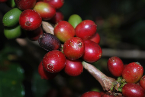 Coffee cherries