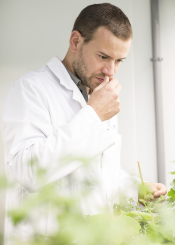 Bernard Blerot, VP R&D Naturals at IFF, smelling geranium in a botanical research laboratory.