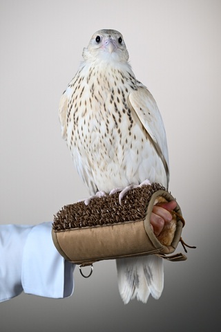The Gyr Pure Ultra White falcon sold for AED 2.1 million (USD 571,000) at the final falcon auction of ADIHEX 2026 in Abu Dhabi. (Photo: AETOSWire)

