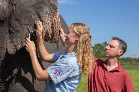 Ringling Bros. and Barnum & Bailey Center for Elephant Conservation® 獸醫科總監Ashley Settles博士和猶他州鹽湖城Primary Children’s Hospital兒童腫瘤科醫師、鹽湖城Huntsman 癌症研究所研究員Joshua Schiffman博士，一起從Ringling Bros. Center for Elephant Conservation象群中的一頭大象身上採集血液樣本。（照片：Feld Entertainment）