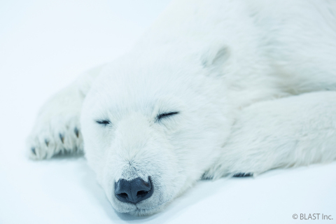 Polar bear 3 (Photo: Business Wire