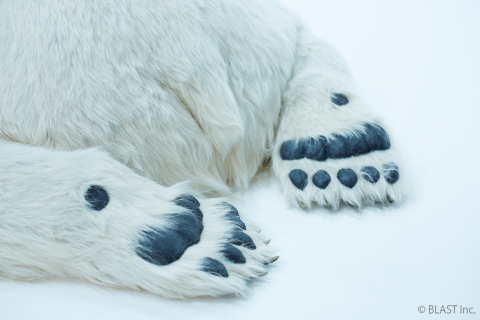 Polar bear 5 (Photo: Business Wire)