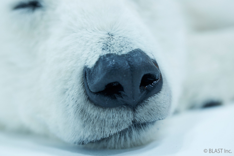 Polar bear 6 (Photo: Business Wire)